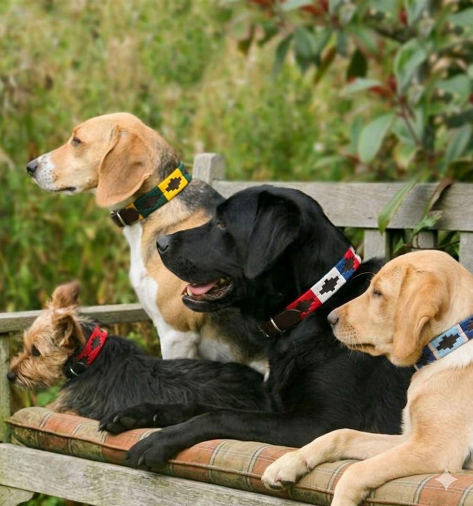 Collier en cuir pour chien