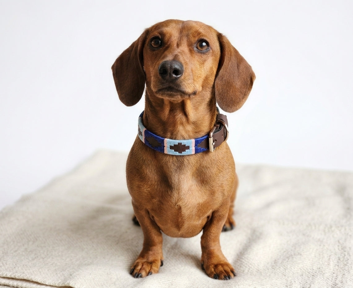 Chien portant le collier en cuir brodé Pilar, coloris brun havane et bleu ciel – Pacha Inti