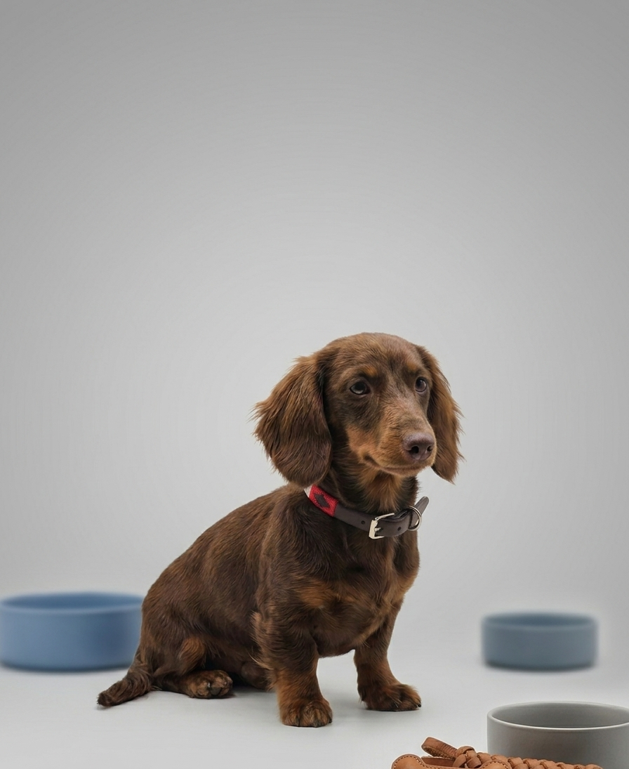 Collier en Cuir Brodé pour Chien Francisca - Brun Chocolat, Bleu, Blanc et Rouge