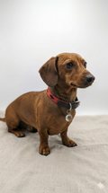Collier en Cuir Brodé pour Chien Flor - Brun Espresso et Rouge