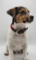 Collier en Cuir Brodé pour Chien Flor - Brun Espresso et Rouge